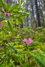 USA, California. Del Norte Redwoods State Park springtime with redwoods and rhododendrons Art Print